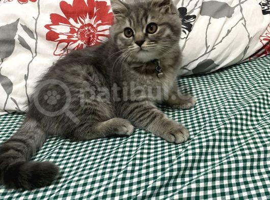 British Shorthair görsel