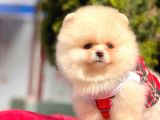 Teddy Face Pomeranian Bol Tüylü Yavrular