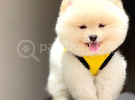 Pomeranian Teddy Face Erkek Yavrumuz görsel