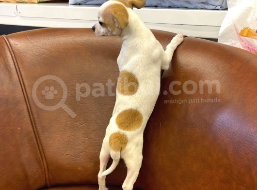 Sevimli Chihuahua Erkek Yavrumuz görsel