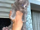 Scottish Fold Dişi Yavrular