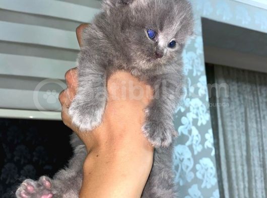 Scottish Fold Dişi Yavrular