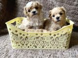Maltipoo Dizayn Irk Sevimli Mini Boy Yavrular