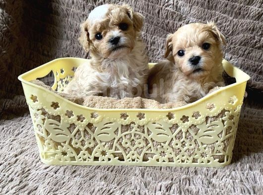 Maltipoo Dizayn Irk Sevimli Mini Boy Yavrular
