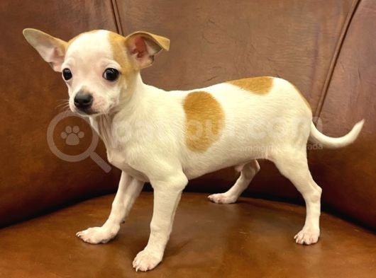 Sevimli Chihuahua Erkek Yavrumuz görsel