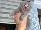 Scottish Fold Dişi Yavrular