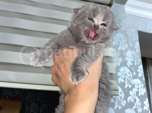 Scottish Fold Dişi Yavrular görsel