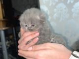 Scottish Fold Dişi Yavrular