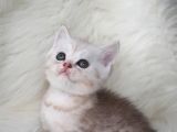Secereli Anne Babadan British Shorthair Yavrumuz