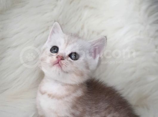 Secereli Anne Babadan British Shorthair Yavrumuz