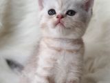 Secereli Anne Babadan British Shorthair Yavrumuz