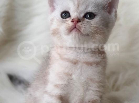 Secereli Anne Babadan British Shorthair Yavrumuz görsel
