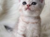 Secereli Anne Babadan British Shorthair Yavrumuz