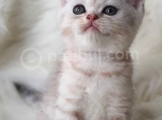 Secereli Anne Babadan British Shorthair Yavrumuz görsel