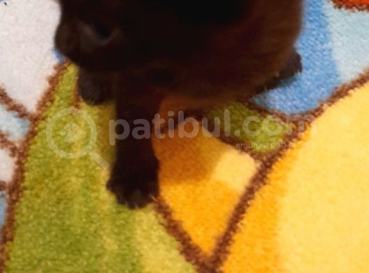 Siyah Çok Tatlı 1 Aylık Yavru