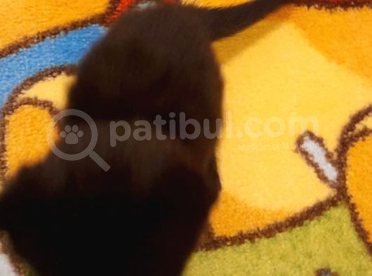 Siyah Çok Tatlı 1 Aylık Yavru görsel