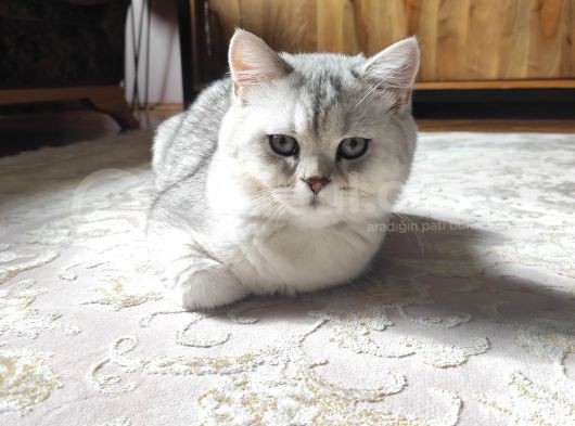 Tam Bir Oyuncu, Gelişimi Aşıları Ve Eğitimleri Tam görsel