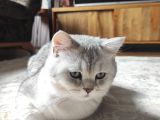 Tam Bir Oyuncu, Gelişimi Aşıları Ve Eğitimleri Tam