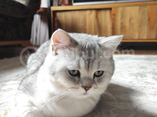 Tam Bir Oyuncu, Gelişimi Aşıları Ve Eğitimleri Tam görsel