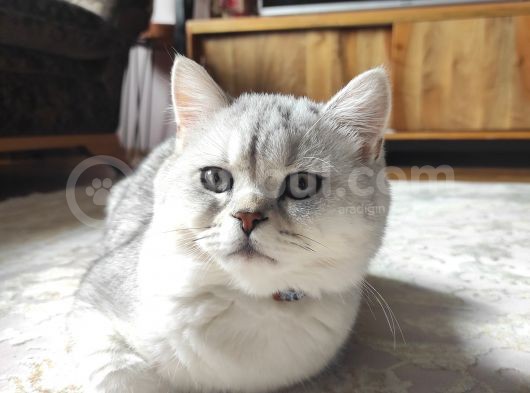 Tam Bir Oyuncu, Gelişimi Aşıları Ve Eğitimleri Tam