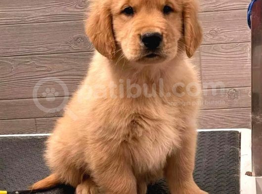 Golden Retriever Yavrular