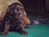 Bulabileceğiniz En Kaliteli Çikolata Labrador'Lar!