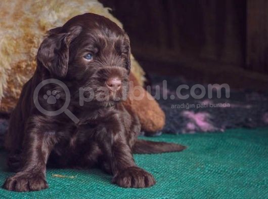 Bulabileceğiniz En Kaliteli Çikolata Labrador'Lar! görsel