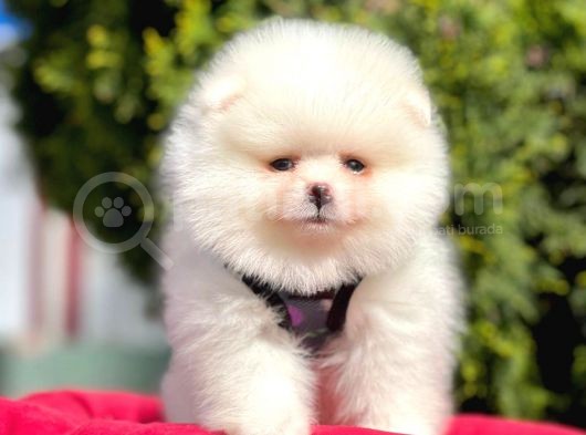 Ayı Surat Sevimli Mini Boy Pomeranian görsel