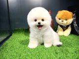 Gülen Surat Mini Boy Pomeranian Boo Yavrumuz