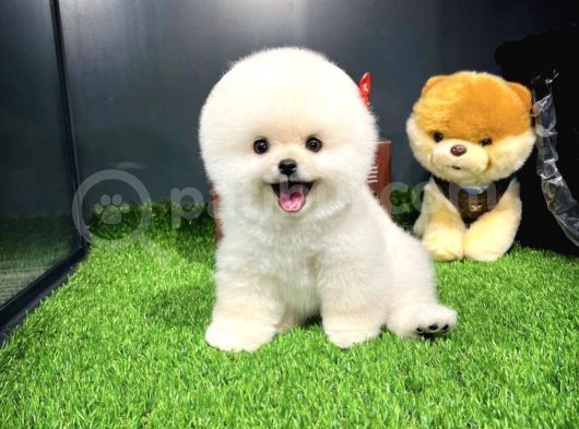 Gülen Surat Mini Boy Pomeranian Boo Yavrumuz görsel