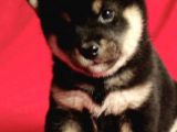 Shiba Inu Yavruları Anne Baba Secereli Irk Garantili