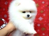 Ayı Surat Minik Kulak Pomeranian Boo
