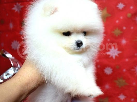 Ayı Surat Minik Kulak Pomeranian Boo