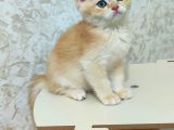 Safkan Golden Erkek Ny12
