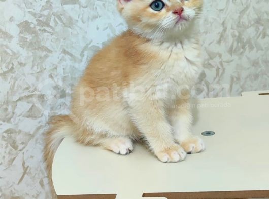 Safkan Golden Erkek Ny12