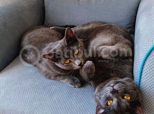 Mükemmel Güzeller British & R.blue Bebekler görsel
