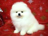 Ayı Surat Minik Kulak Pomeranian Boo