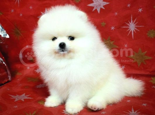 Ayı Surat Minik Kulak Pomeranian Boo görsel