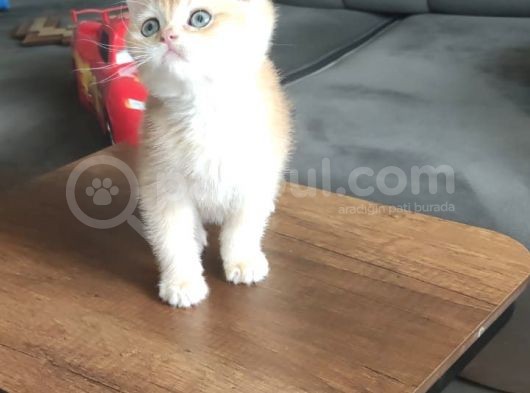 Safkan Golden Erkek Ny12 görsel