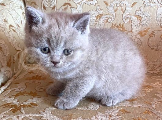 Çok Sevimli Oğlumuz Yeni Ailesini Arıyor görsel