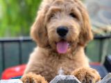 Labradoodle Hypoallergenik Irk Türkiyenin Tek Orjinal Yavruları