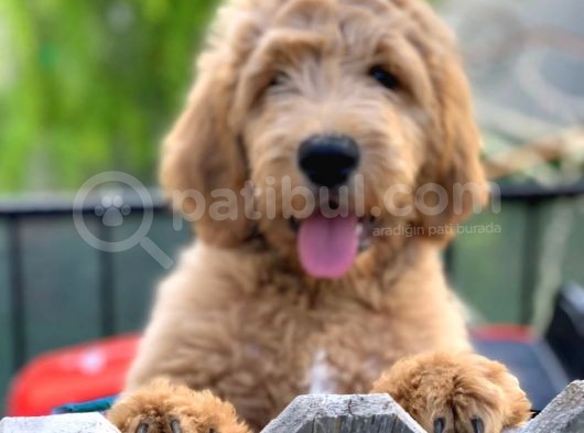 Labradoodle Hypoallergenik Irk Türkiyenin Tek Orjinal Yavruları