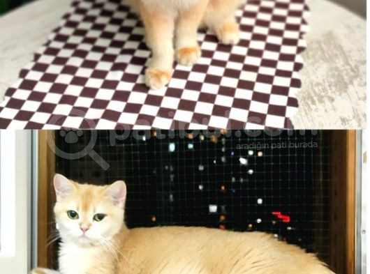 Safkan Golden Erkek Ny12 görsel