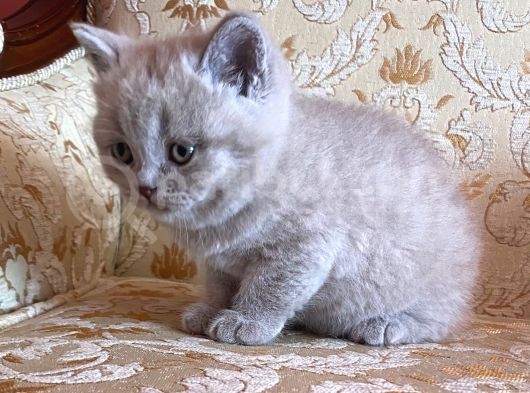 Çok Sevimli Oğlumuz Yeni Ailesini Arıyor görsel