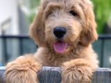 Labradoodle Hypoallergenik Irk Türkiyenin Tek Orjinal Yavruları