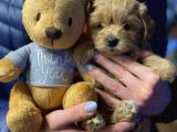 Maltipoo Dizayn Irk Sevimli Yavrular