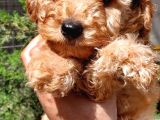 Apricot Toy Poodle Orjinal Sözleşmeli Garantili