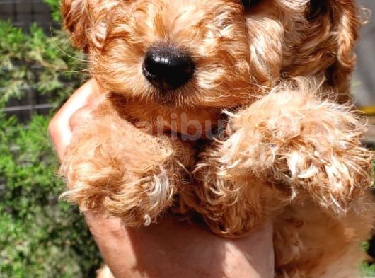 Apricot Toy Poodle Orjinal Sözleşmeli Garantili