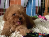 Red Brown Mini Toy Poodle Anne Baba 3,5 Kg 27 Cm