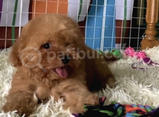Red Brown Mini Toy Poodle Anne Baba 3,5 Kg 27 Cm görsel